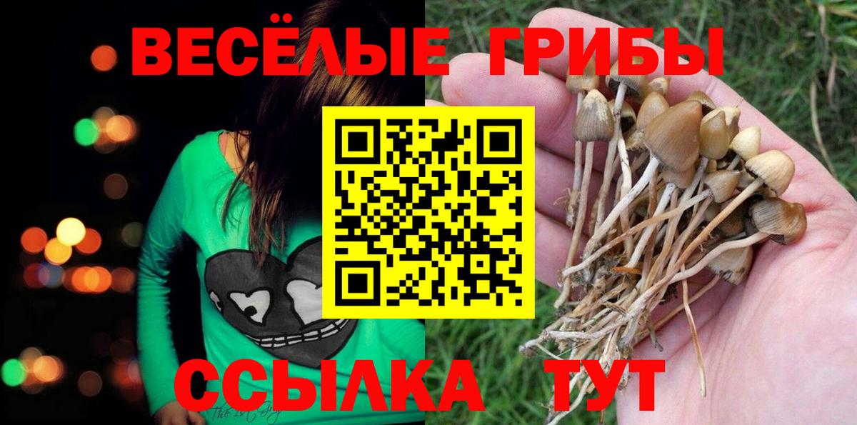 Псилоцибиновые грибы Psilocybine cubensis Стрежевой